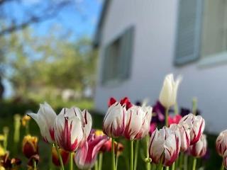 Diótörő Vendégház, 1 szoba 4 férőhely