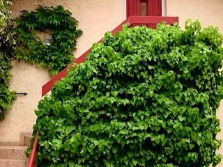 Tuja Vendégház, 2 szoba 5 férőhely