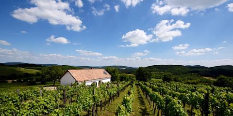 Káli Panoráma Présház, 1 apartman 8 férőhely