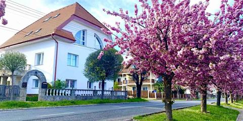 Amadeus Panzió, 7 szoba 14 férőhely